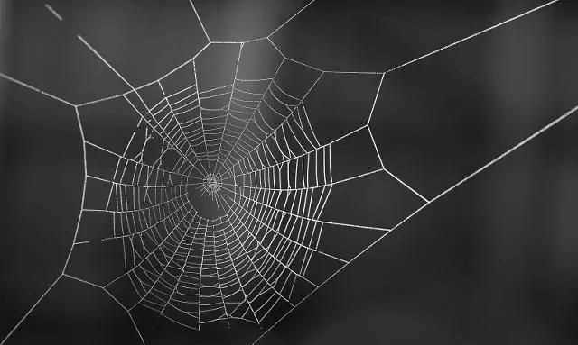 蜘蛛织的网会网住蜘蛛吗，蜘蛛拉的网破后，还把网吃掉吗？图4
