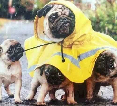 下雨前小动物身上有哪些预兆