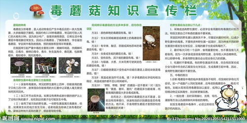 毒蘑菇安全知识