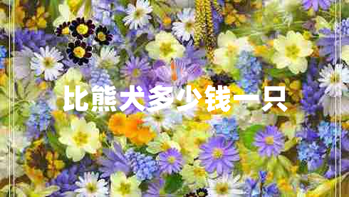 比熊犬多少钱一只