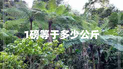 1磅等于多少公斤