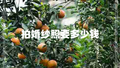 拍婚纱照要多少钱