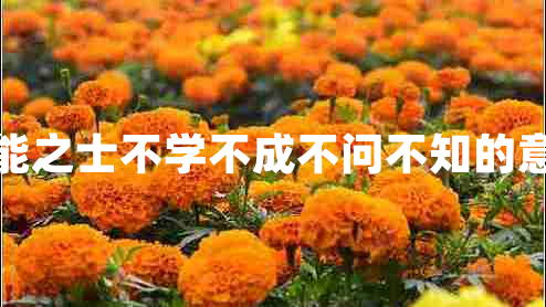 智能之士不学不成不问不知的意思