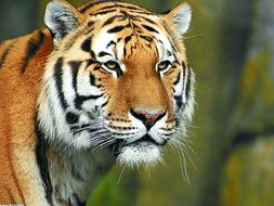 关于老虎的典故成语,关于老虎的典故传说,与老虎有关的典故