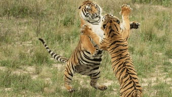 两虎相争必有一伤的典故与哪个人物有关,两虎相争必有一伤的典故与谁有关,两虎相争,必有一伤