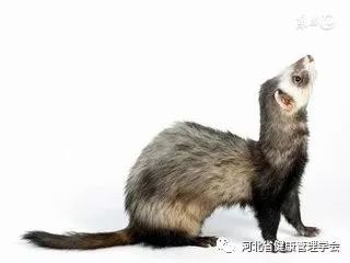 狗尾续貂的典故