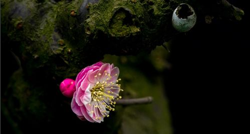 梅花的典故,何逊梅花典故,梅花的典故或故事