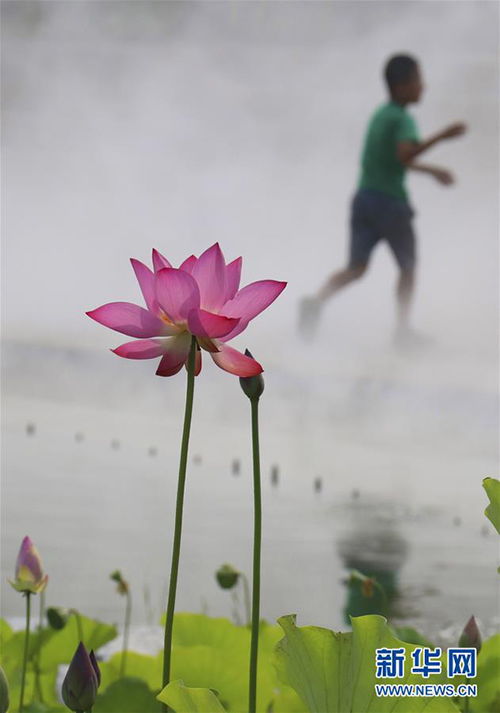 雾里看花的典故