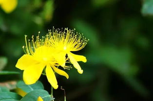 明日黄花,典故