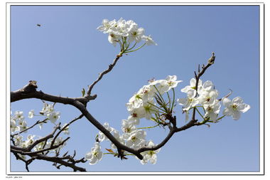 典故,梨花,海棠