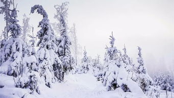 有关雪的典故