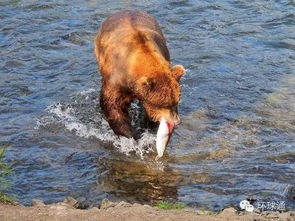 熊与鱼的典故