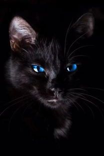 黑猫典故
