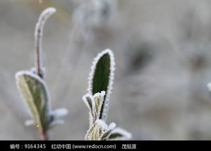 白草霜典故