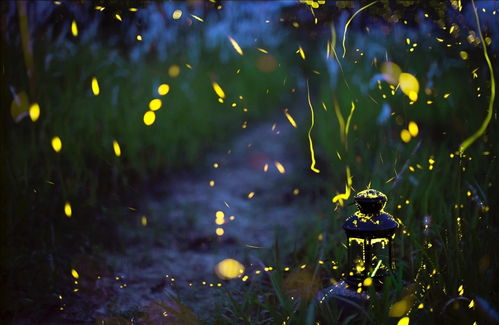 萤火虫典故成语,萤火虫照明的典故,靠萤火虫读书的典故