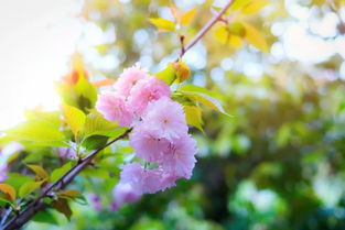 樱花典故