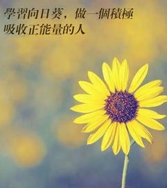 爱学习正能量的句子