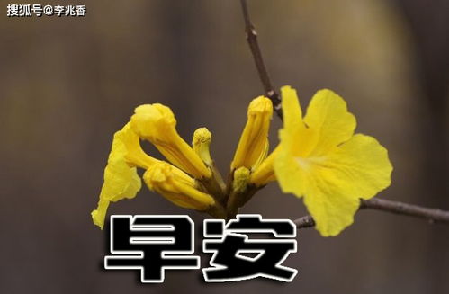 早晨问候客户的正能量句子,早晨的阳光正能量满满的句子,晚间问候正能量的句子