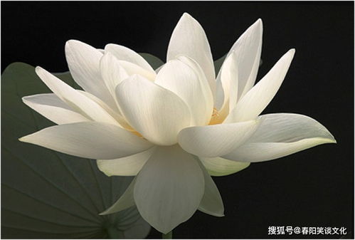 充满工作正能量的句子,早晨充满正能量的句子,充满正能量的励志句子