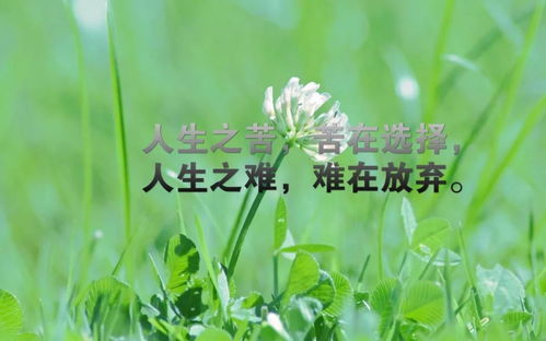 文字控正能量发圈的句子早安