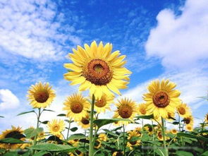 向日葵的正能量的句子,向日葵正能量的句子哲学,向日葵正能量的简短句子