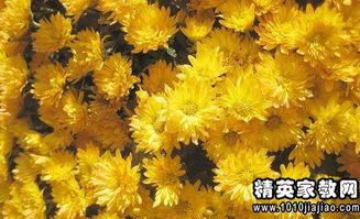 向日葵,句子,唯美,能量