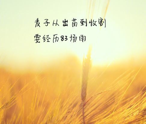 句子,励志,能量,心情