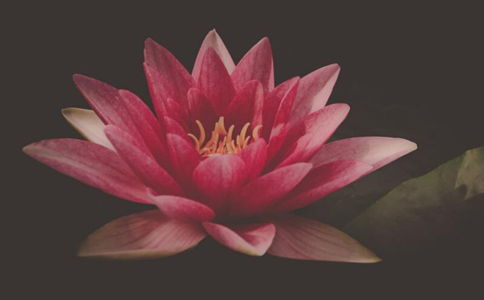 花开,句子,能量,适合