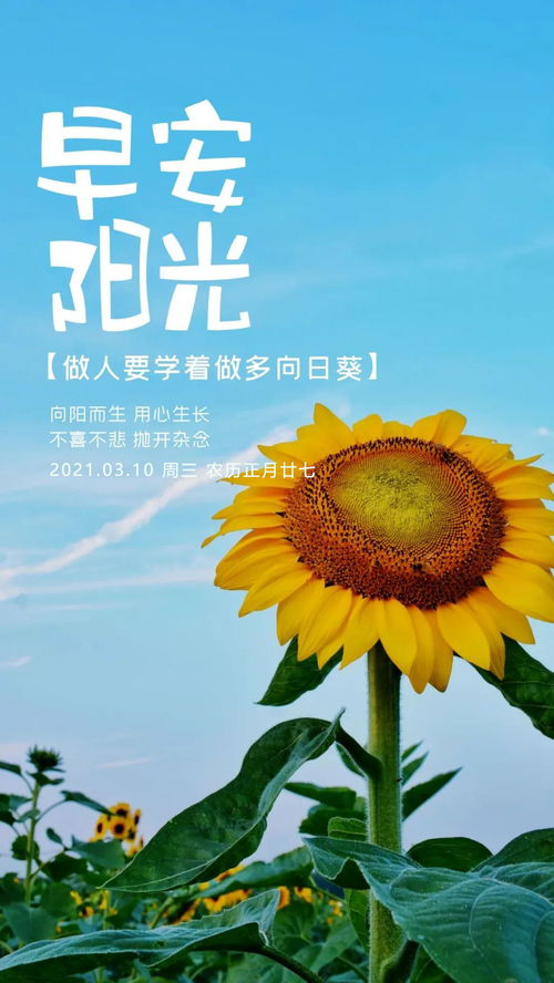 早上好努力正能量句子带字