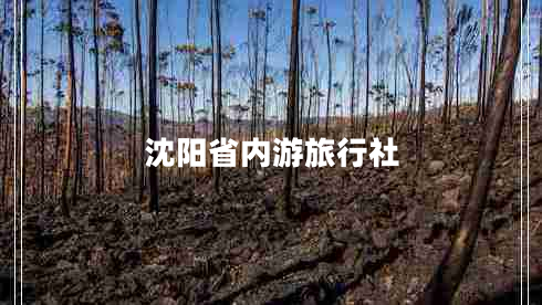 沈阳省内游旅行社