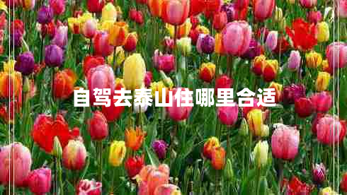 自驾去泰山住哪里合适