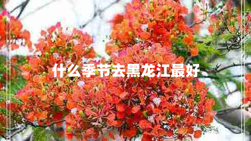 什么季节去黑龙江最好