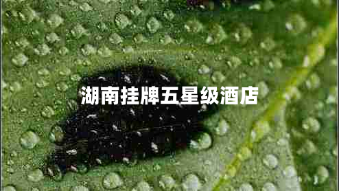 湖南挂牌五星级酒店