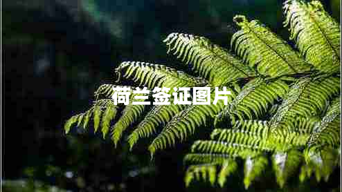 荷兰签证图片