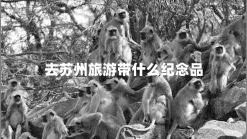 去苏州旅游带什么纪念品