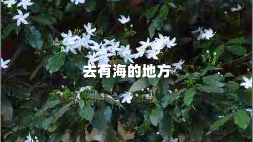 去有海的地方 去有海的地方