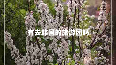 有去韩国的旅游团吗