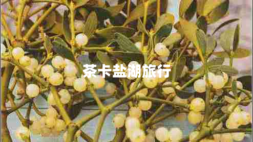茶卡盐湖旅行