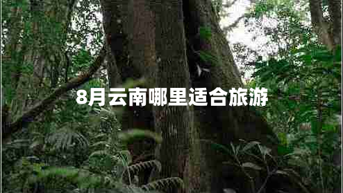 8月云南哪里适合旅游