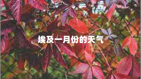 埃及一月份的天气