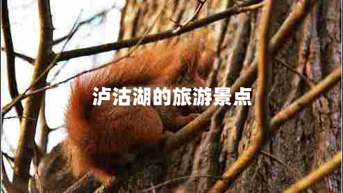 泸沽湖的旅游景点