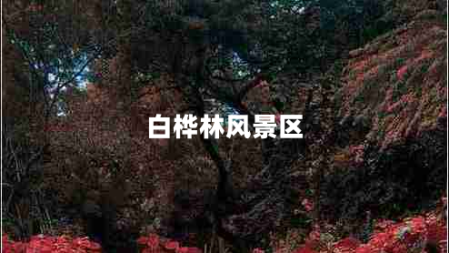 白桦林风景区