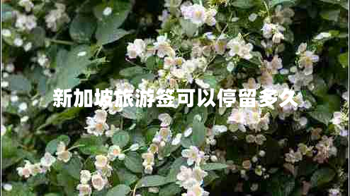 新加坡旅游签可以停留多久