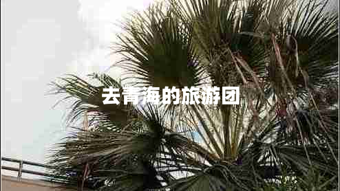 去青海的旅游团