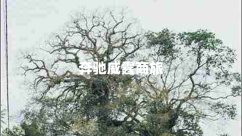 奔驰威霆商旅 奔驰威霆商旅