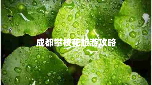 成都攀枝花旅游攻略