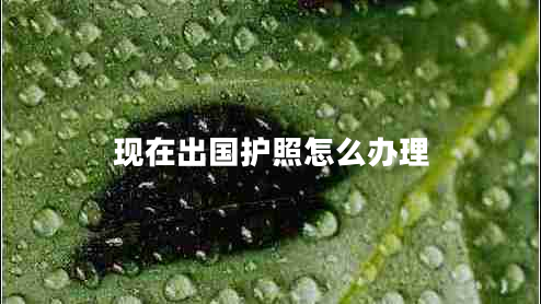 现在出国护照怎么办理