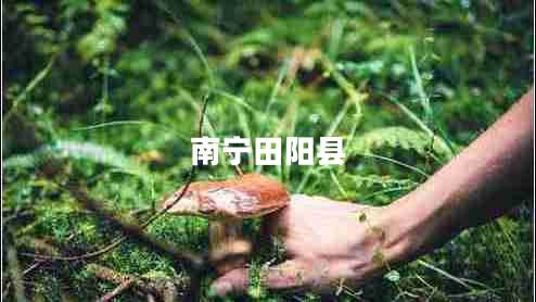南宁田阳县