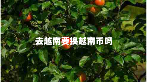 去越南要换越南币吗