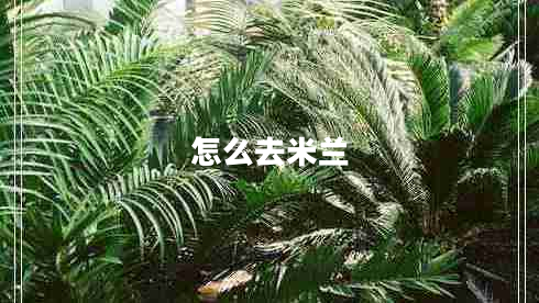 怎么去米兰